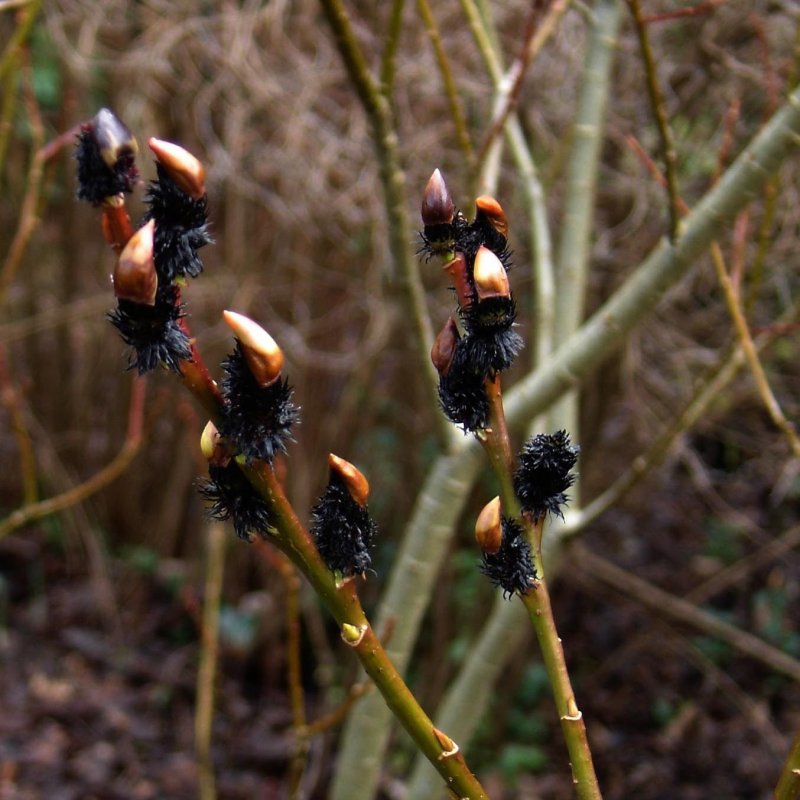 Ива Salix gracilistyla melanostachys