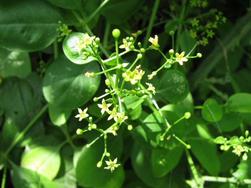 Марены красильной (rubia tinctorum)