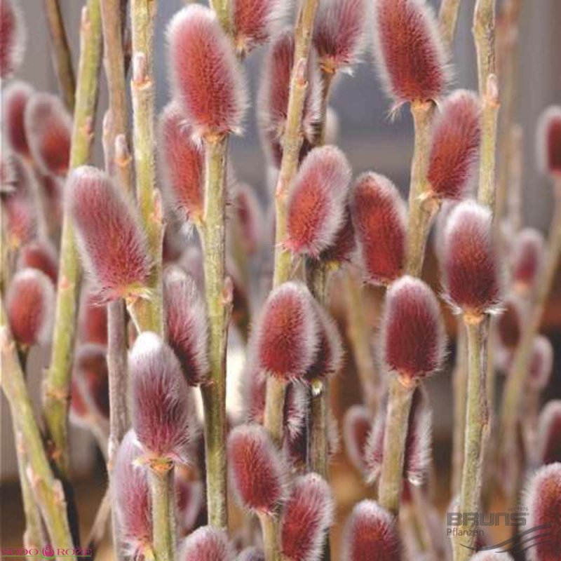 Ива тонкостолбиковая Salix gracilistyla Mount ASO