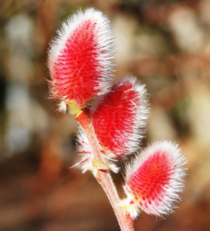 Ива тонкостолбиковая Salix gracilistyla