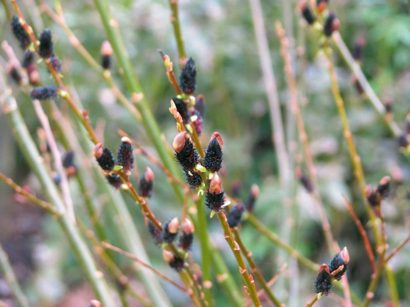Salix moupinensis