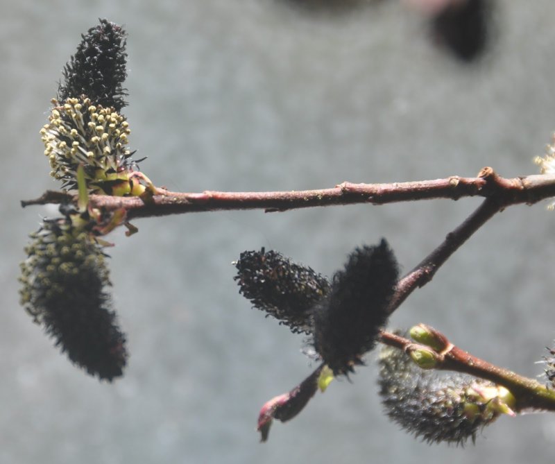 Ива тонкостолбиковая Salix gracilistyla