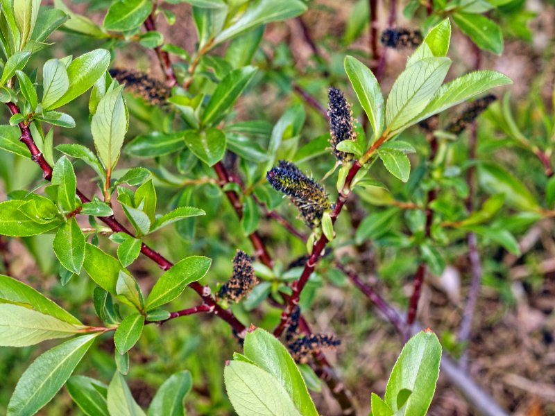 Salix melanostachys