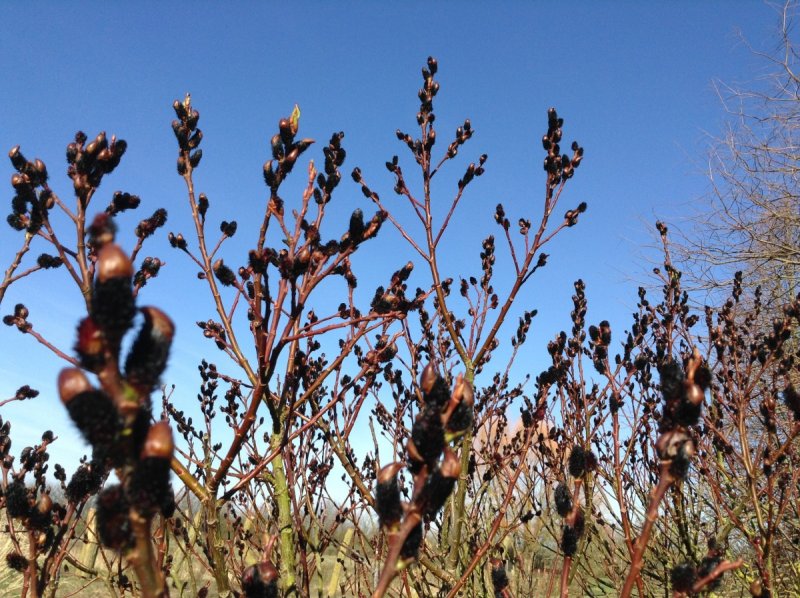 Ива тонкостолбиковая melanostachys