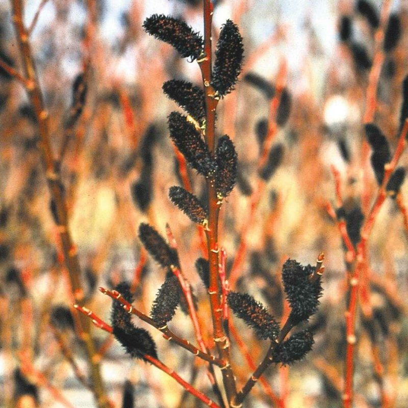 Ива тонкостолбиковая "melanostachys" (Меланостахис)