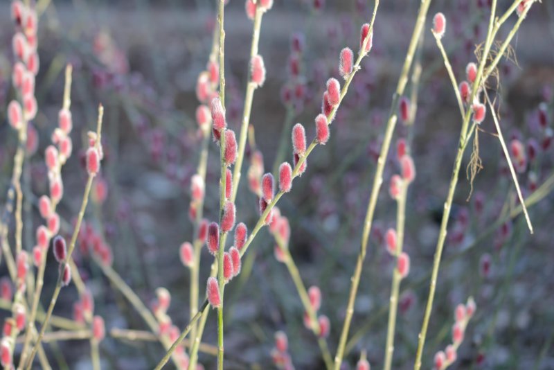 Salix Udensis