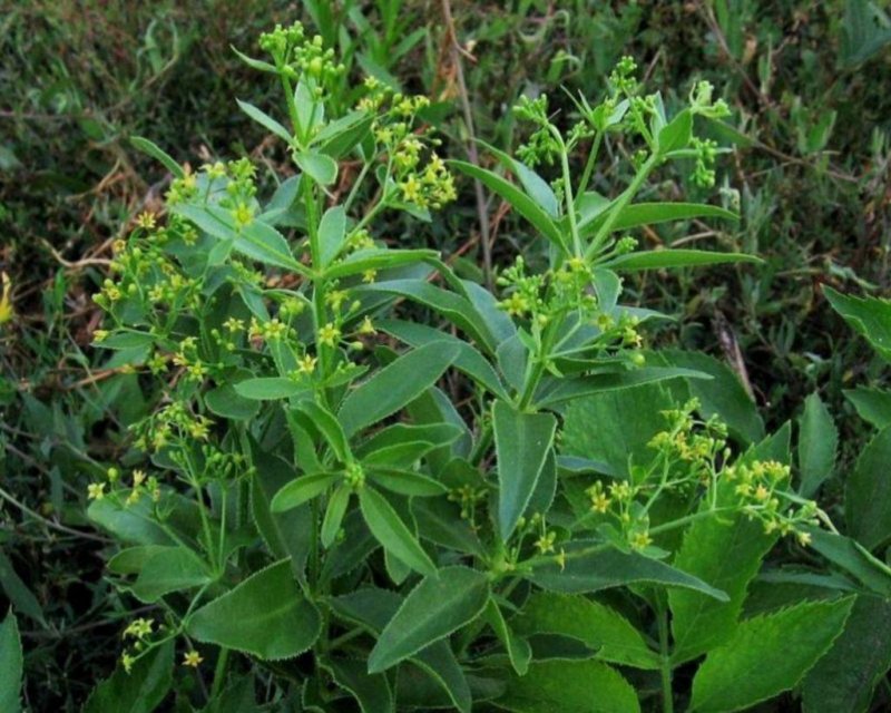 Марены красильной (rubia tinctorum)