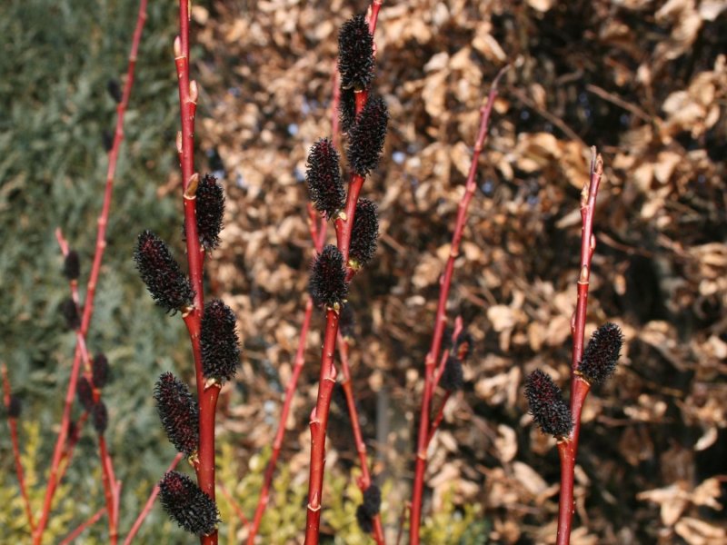 Ива тонкостолбиковая (Salix gracilistyla) меланостахтс