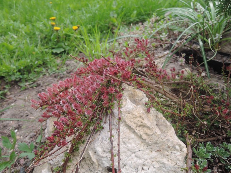 Ива тонкостолбиковая melanostachys