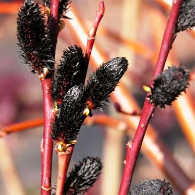 Ива тонкостолбиковая Salix gracilistyla