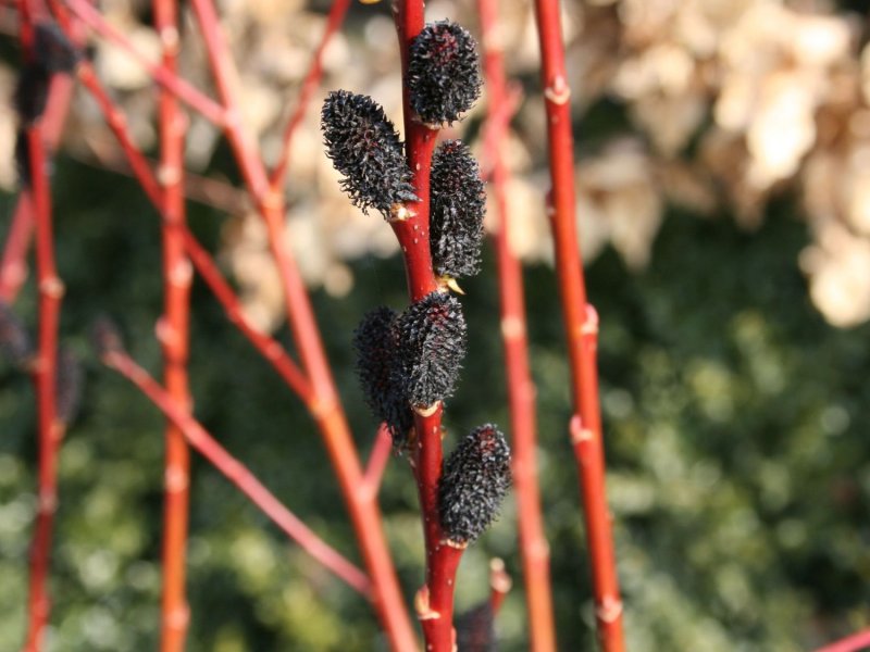 Ива тонкостолбиковая melanostachys
