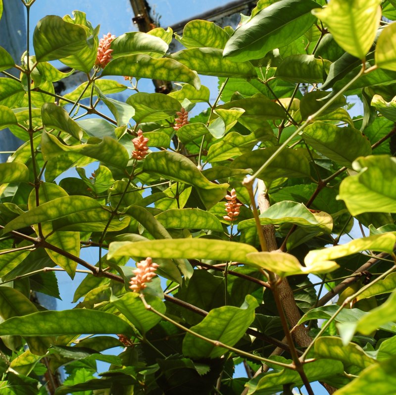 Гнетум гнемон (Мелинжо) (Gnetum gnemon)