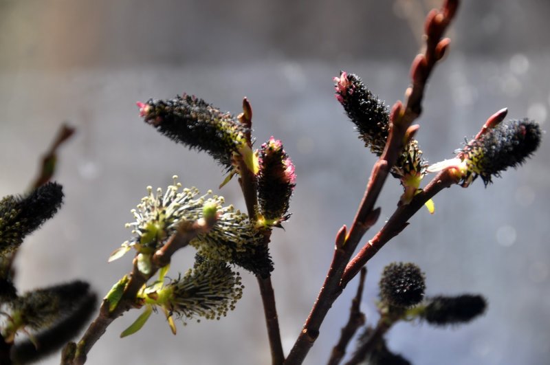 Ива Salix gracilistyla melanostachys
