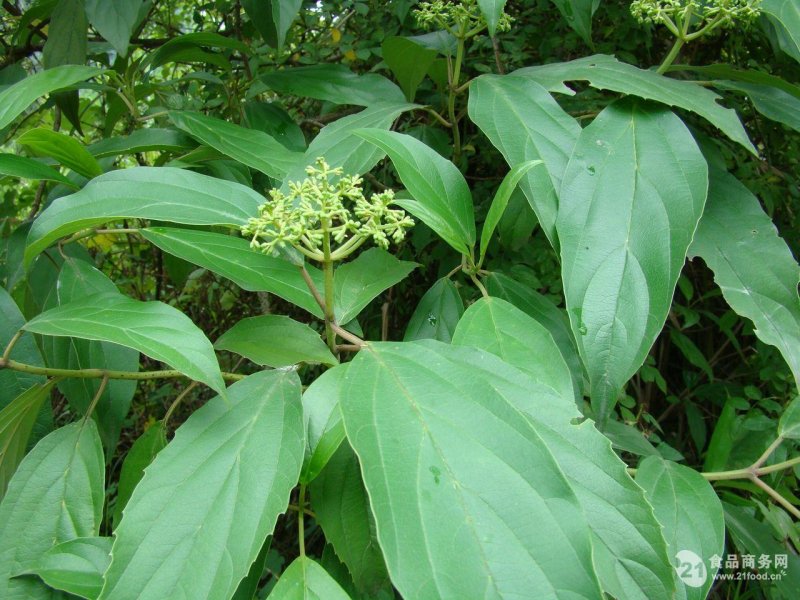 Марена краси́льная(лат. Rubia tinctórum)