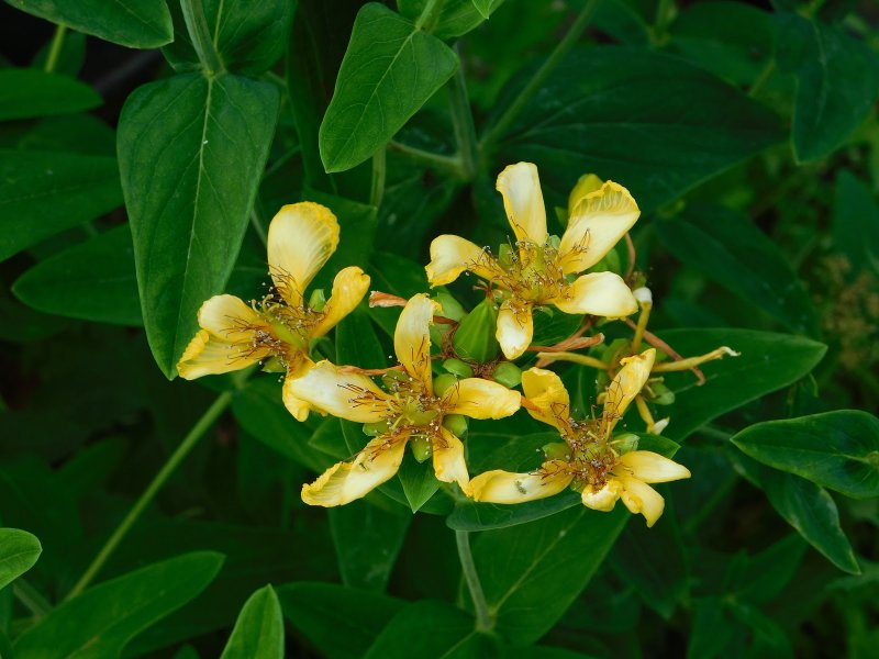 Таволга Spiraea Ulmaria