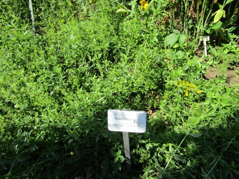 Rubia cordifolia Манжишта