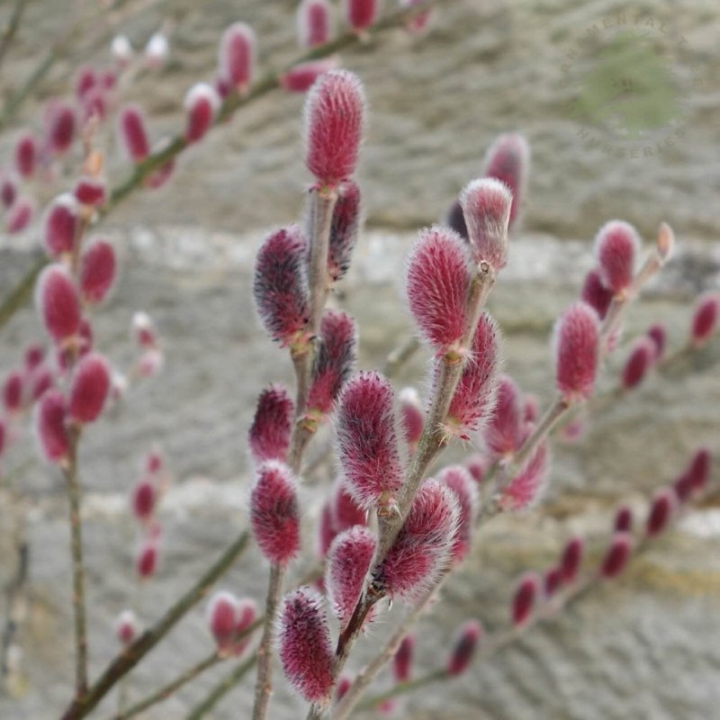 Ива тонкостолбиковая Salix gracilistyla
