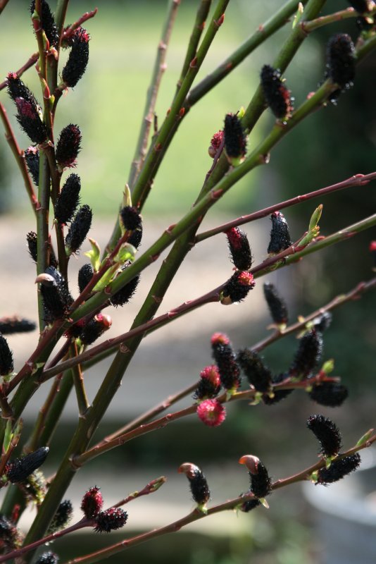 Ива Salix gracilistyla melanostachys