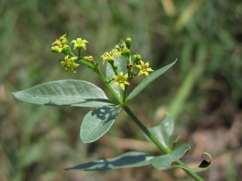 Марены красильной (rubia tinctorum)