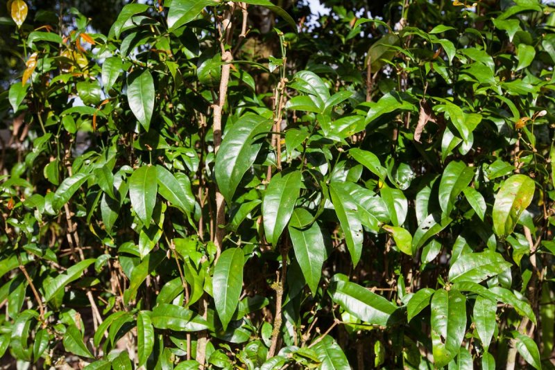 Гнетум ребристый (Gnetum costatum)
