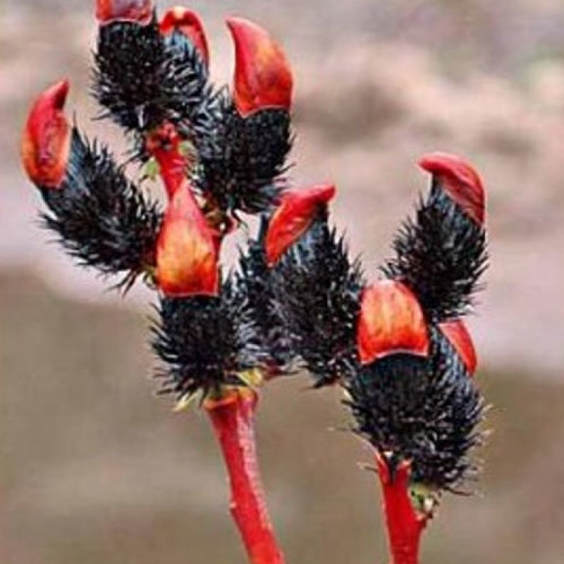 Ива Salix gracilistyla melanostachys