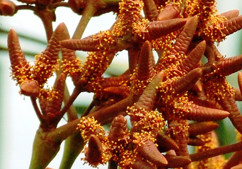 Гнетум ребристый (Gnetum costatum)