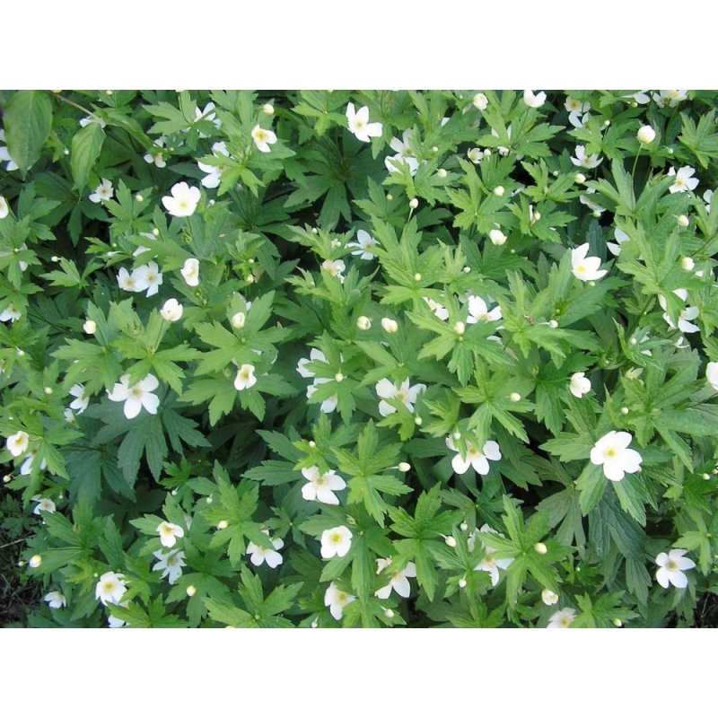 Марены красильной (rubia tinctorum)