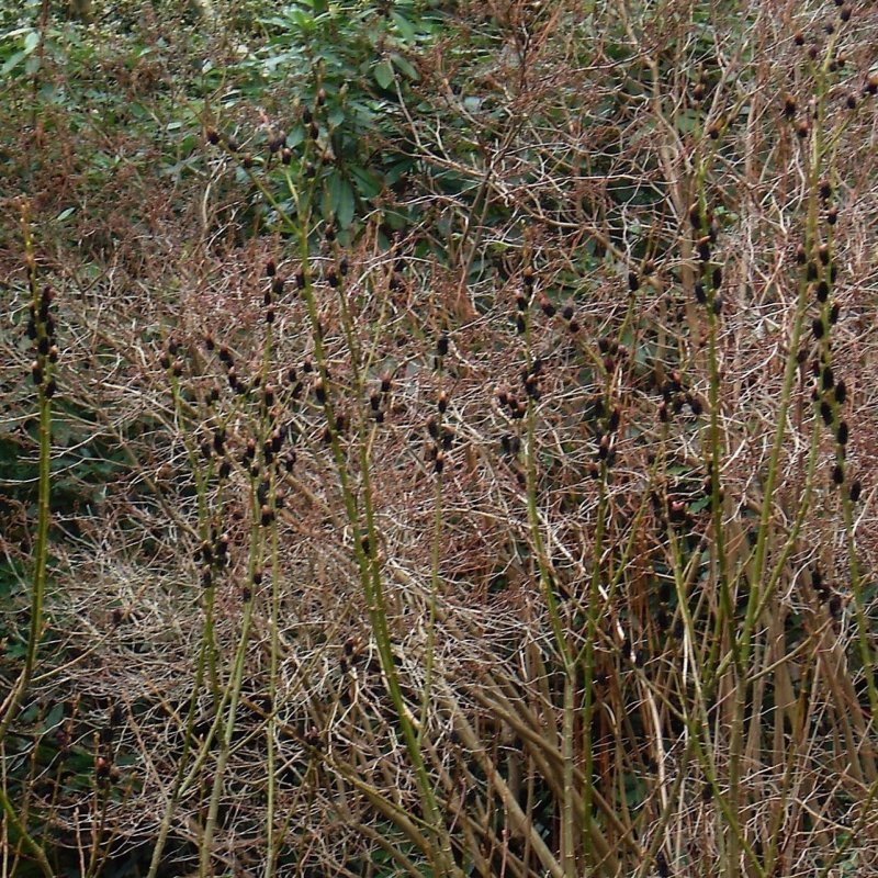 Ива Salix gracilistyla melanostachys