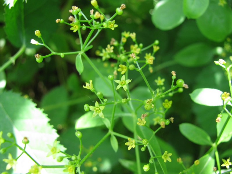 Марены красильной (rubia tinctorum)