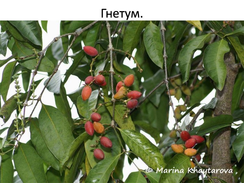 Лиана гнетум