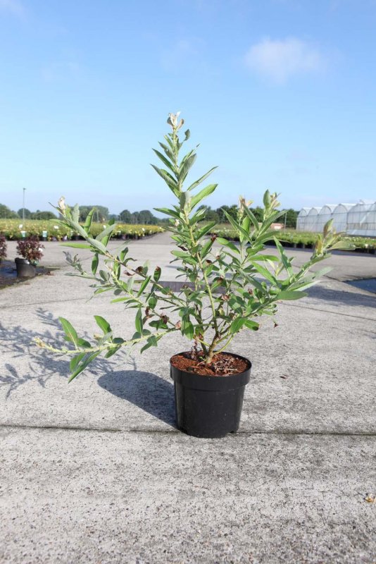 Ива увлажненная (Salix irrorata)