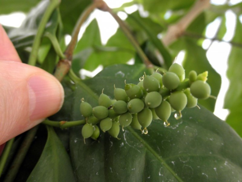 Gnetum costatum)