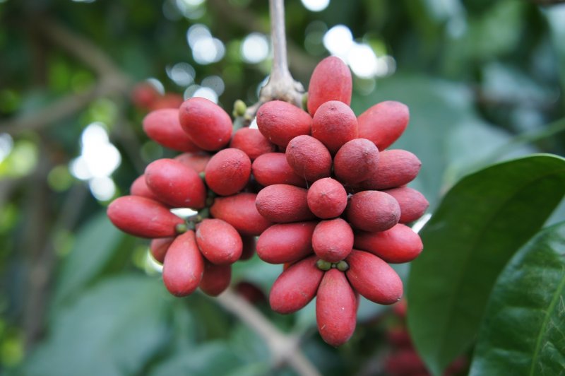 Гнетум гнемон (Мелинжо) (Gnetum gnemon)