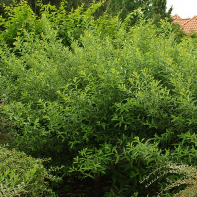 Ива тонкостолбиковая Salix gracilistyla