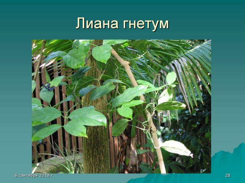 Стробилы вельвичии