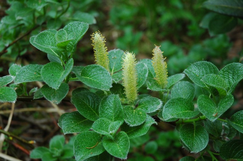 Ива тонкостолбиковая Salix gracilistyla