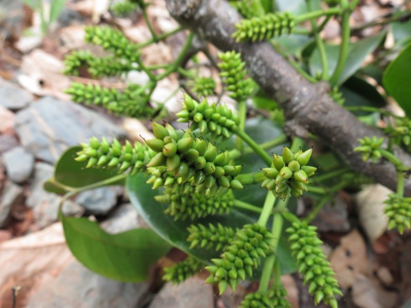 Gnetum latifolium