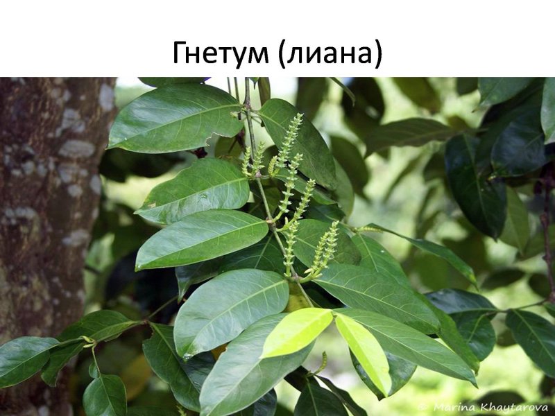 Гнетум гнемон (Мелинжо) (Gnetum gnemon)