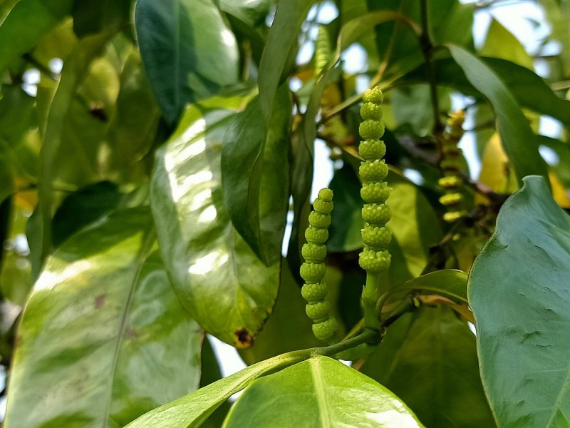 Гнетум ребристый (Gnetum costatum)