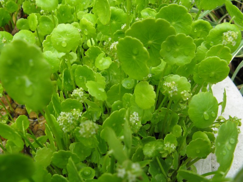 Hydrocotyle verticillata/ Гидрокотила вертициллата