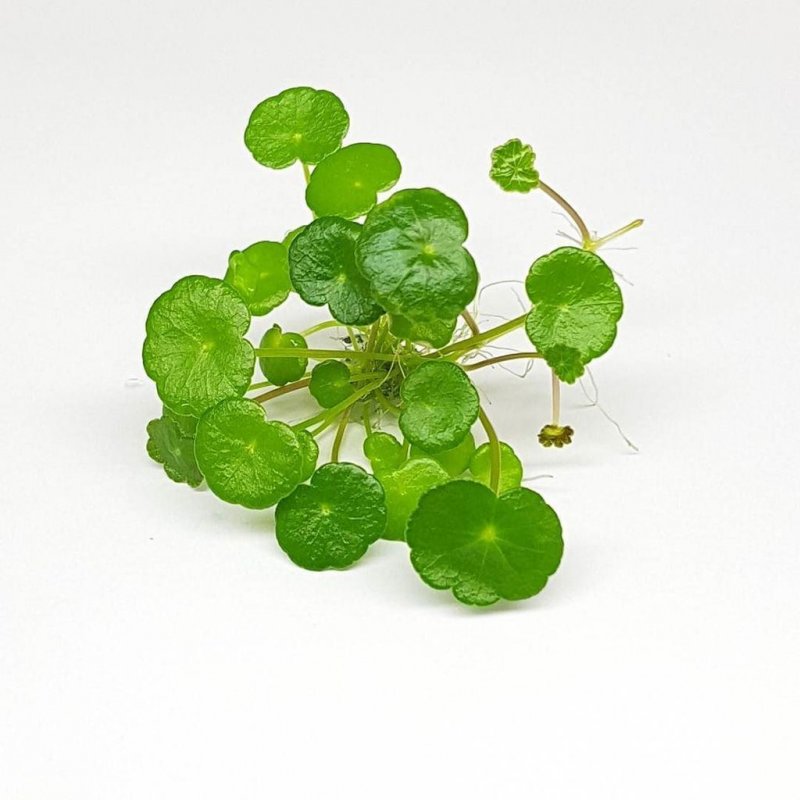 Hydrocotyle verticillata/ Гидрокотила вертициллата