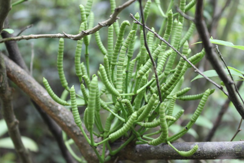 Гнетум ребристый (Gnetum costatum)