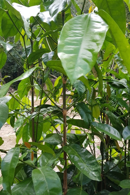 Gnetum leyboldii