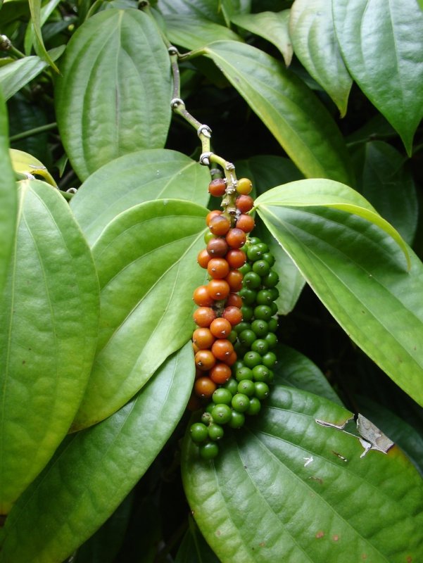 Gnetum Seed