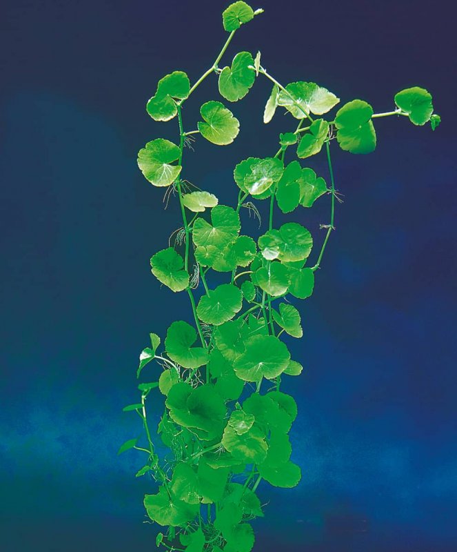 Щитолистник белоголовый (Hydrocotyle leucocephala)
