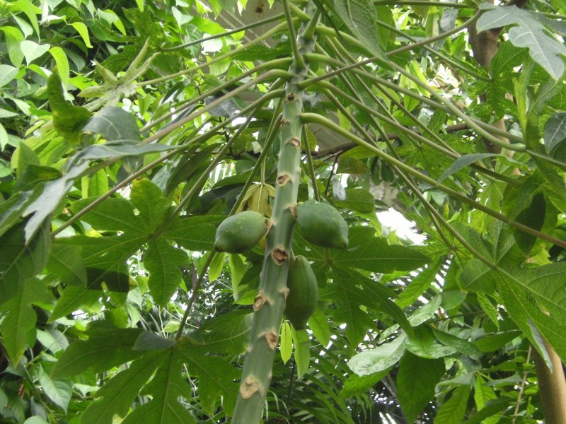 +Gnetum +parvifolium