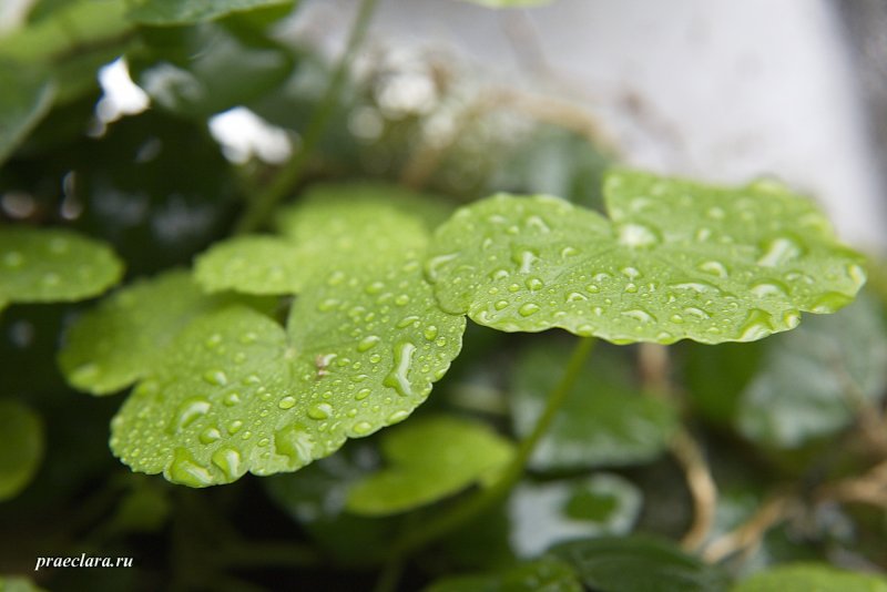 Гидрокотила белоголовая (Hydrocotyle leucocephala)