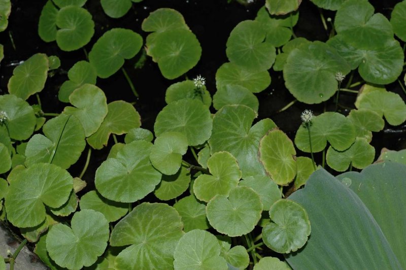 Щитолистник белоголовый (Hydrocotyle leucocephala)