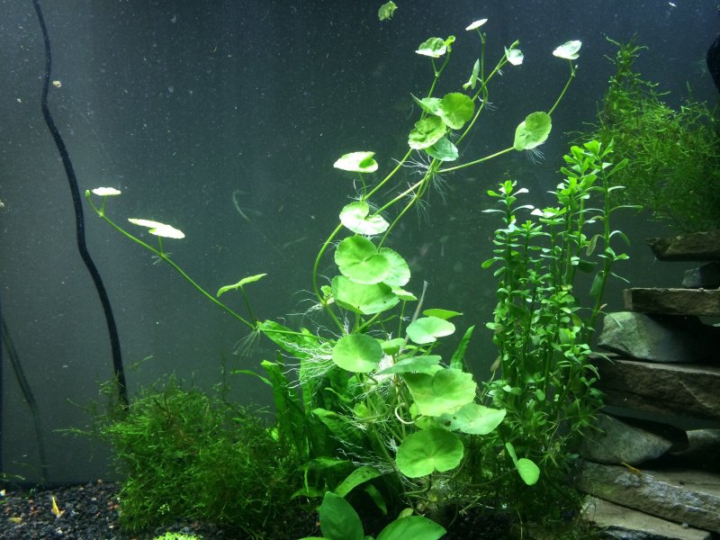 Hydrocotyle leucocephala
