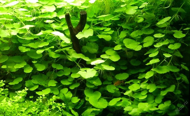 Щитолистник белоголовый (Hydrocotyle leucocephala)